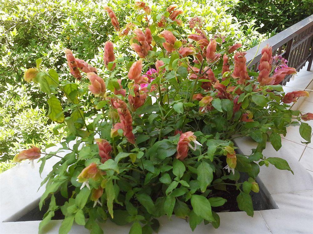 Amaril Apartment Platanes  Ngoại thất bức ảnh
